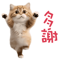 踊る！ダンス猫２（繁体字）