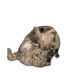 Mac hiii_20250603200411