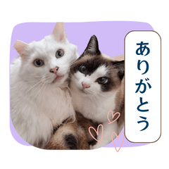 うちの子猫たちの日常スタンプ