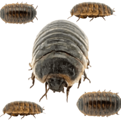 ダンゴムシ　実写