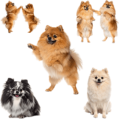 ポメラニアン（実写）