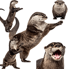 カワウソ　実写!