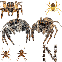 蜘蛛くもクモ　実写