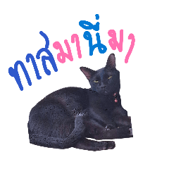 bbc bigblackcathuhu_20260228113453