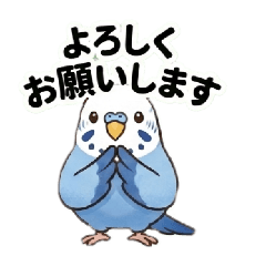 日常敬語♡セキセイインコ