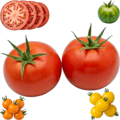 BIG! トマト　実写