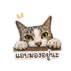 Tiger Travel The World_20260501142742