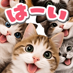 猫のかわいいドアップ2
