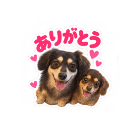 チワックスツインズ