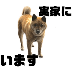 わわわわわたしの愛犬スタンプ