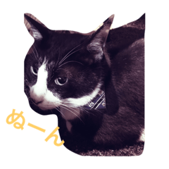 はちわれボン ゆるっゆる