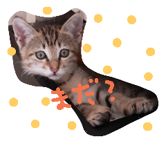 ゆるねこマロちゃん