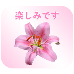 ユリの花の写真の切り抜き - 敬語と丁寧語