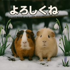 季節のモルモット・冬