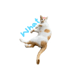 The sun will rise_20250621193845