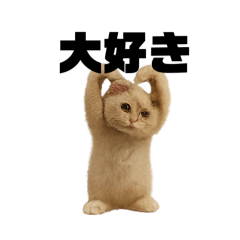 変なポーズ　猫バージョン