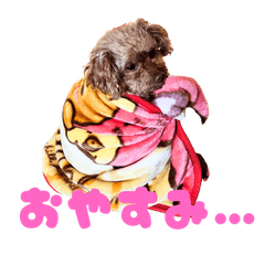 Cute Toypoodle2 2025