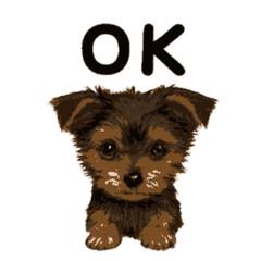 ヨークシャテリア　かわいい