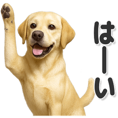 毎日使える！可愛いラブラドールレトリバー