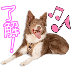 金子家のファティちゃん