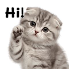 Fluffy Scottish Fold: Daily Mood