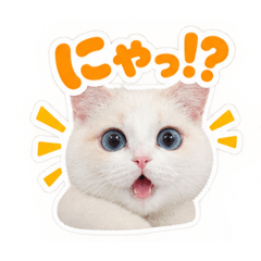 べーぜんどるふぁー3