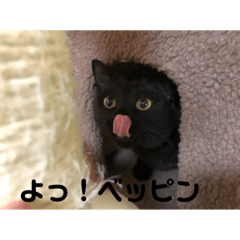 黒猫の日常 少しツンデレ編