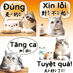 cute cat kitten vietnam chinese 2