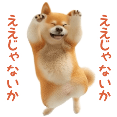 踊る！柴犬