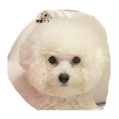 Bichon day_20250210033816