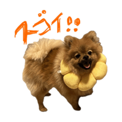 ポメのみかん：基本編