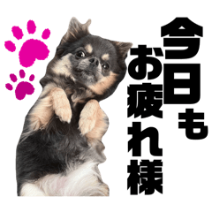 たぬきちとデカちわわ