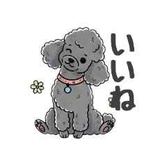 トイプードル（グレー、シルバー）