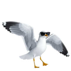 実写！！カモメ