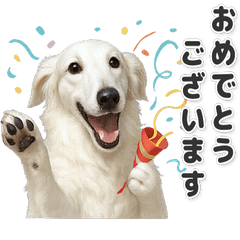 【敬語】使いやすい！ボルゾイ