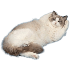 ラグドール　実写