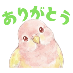 アキクサインコ【ルビノー】