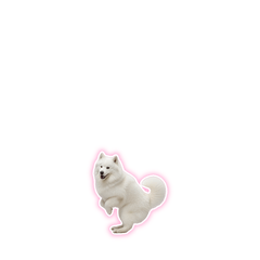 【小ふわ】サモエド