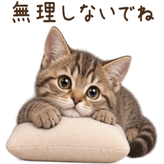 気遣い♪ キジトラ 子猫