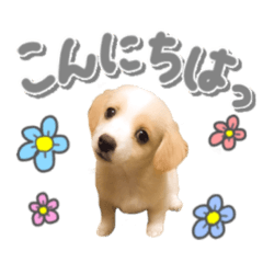 pomu ちゃんのスタンプbyタップママ