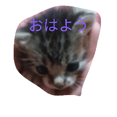 子猫の日常生活