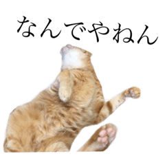 神戸の猫スタンプ