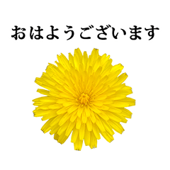 黄色い　お花　と　敬語