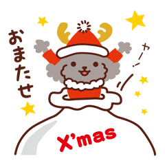 トイプードル色々 _ クリスマス&新年編