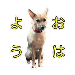 我が家の愛犬　保護犬おはぎ