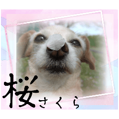 1日元気ワクワクなっちゃん13花見