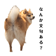 ポメ柴 まるちゃん