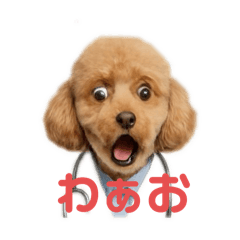 医者トイプードル
