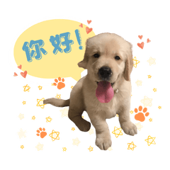 Dog's Daily : The Golden Retriever