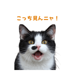 ホクロがチャームなハチワレ